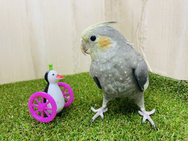オカメインコ