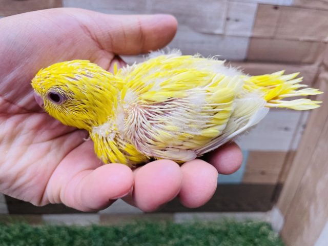 サザナミインコ