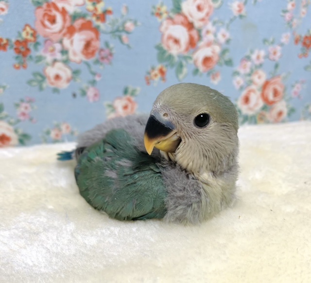 コザクラインコ（小桜インコ）