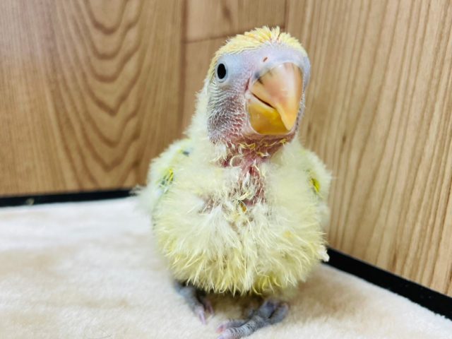 コザクラインコ（小桜インコ）