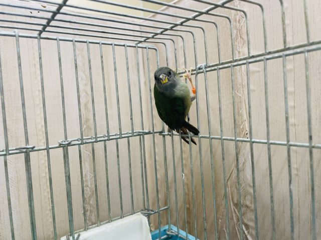 チモールセイコウチョウ