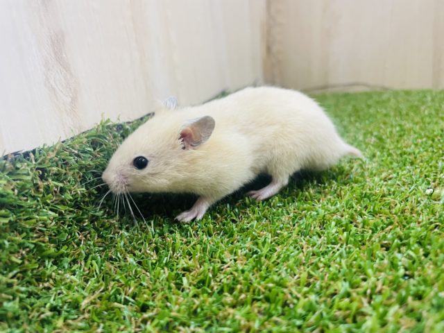 ゴールデンハムスター