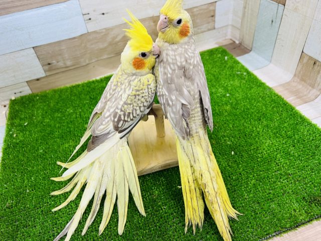 オカメインコ