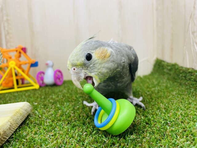 オカメインコ