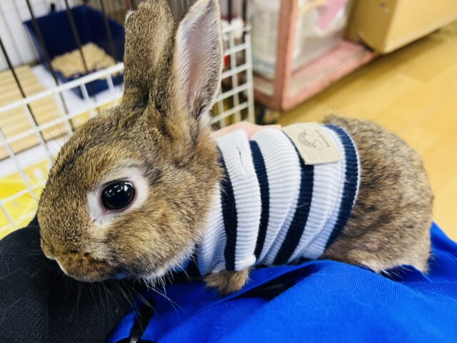 ネザーランドドワーフ