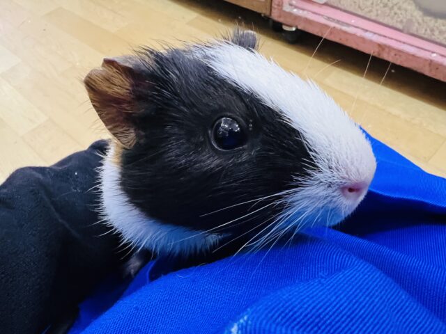 イングリッシュモルモット