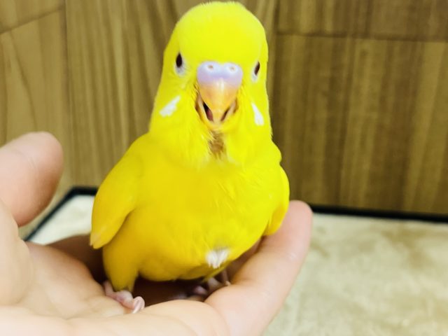 セキセイインコ