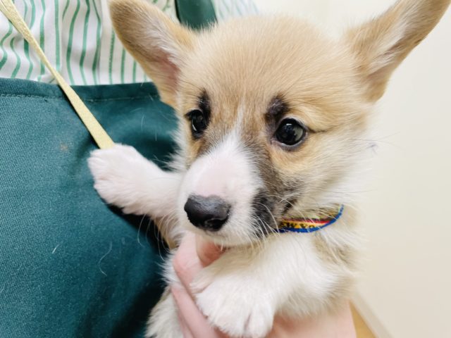 ウェルシュコーギー・ペンブローグ