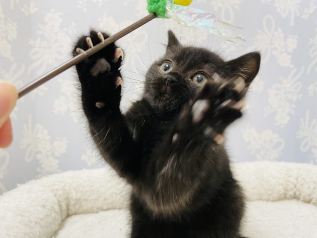 スコティッシュフォールド