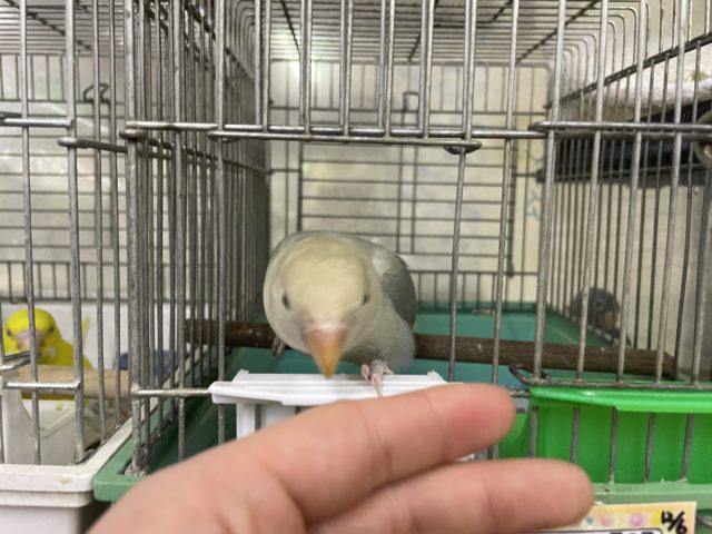 コザクラインコ（小桜インコ）