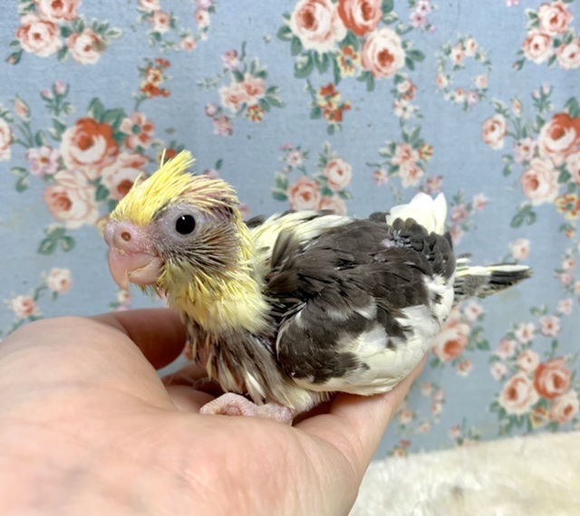 オカメインコ
