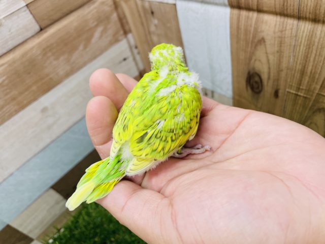 セキセイインコ