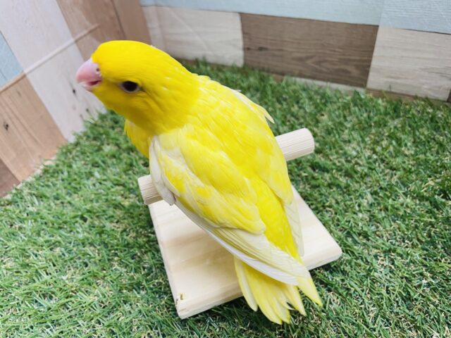 サザナミインコ