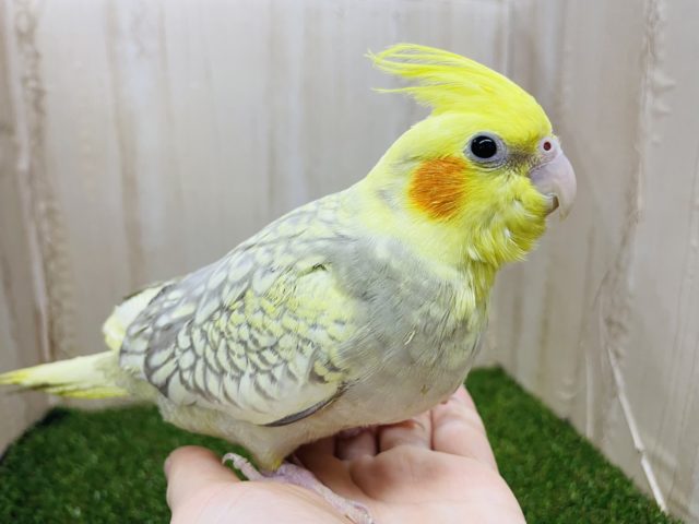 オカメインコ