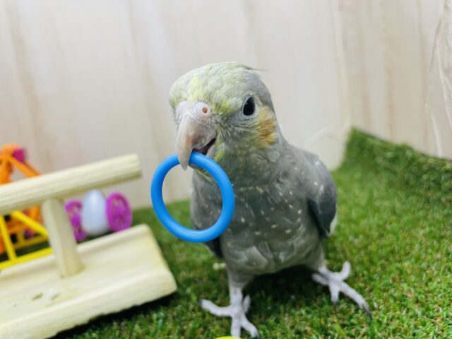 オカメインコ