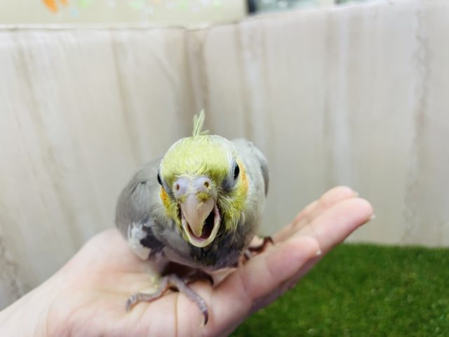 オカメインコ