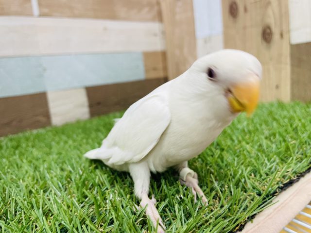 コザクラインコ（小桜インコ）