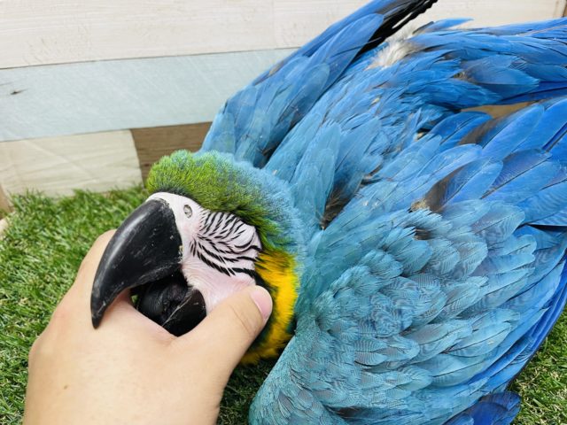 ルリコンゴウインコ