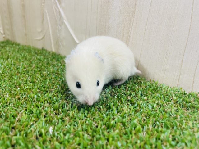 ゴールデンハムスター