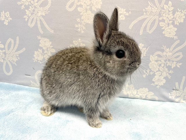 ネザーランドドワーフ