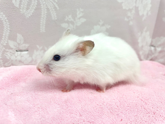 ゴールデンハムスター