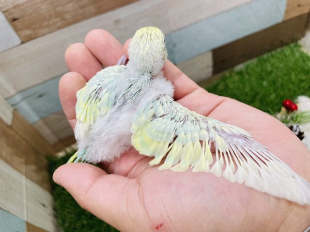 セキセイインコ