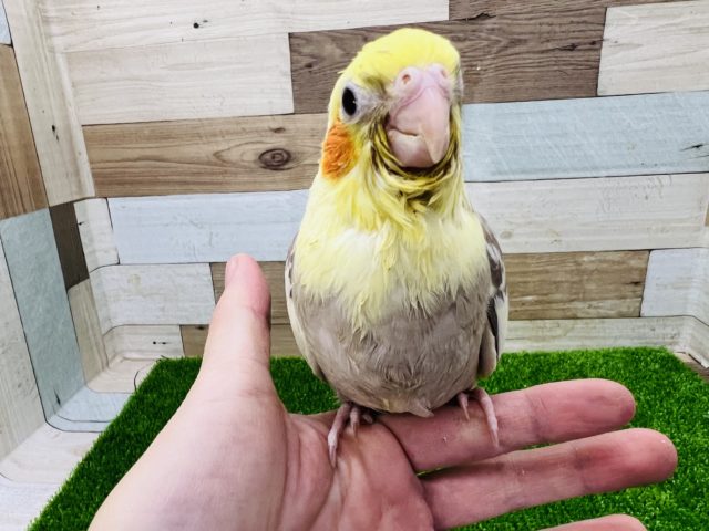 オカメインコ