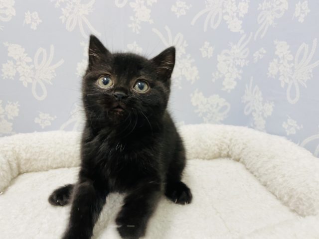 スコティッシュフォールド