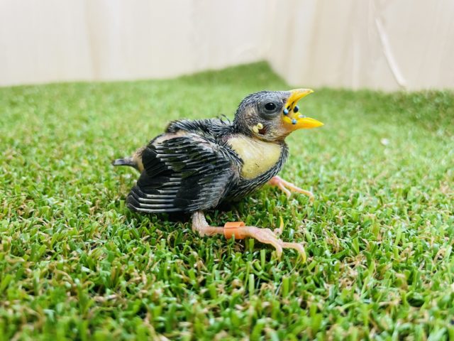 チモールセイコウチョウ