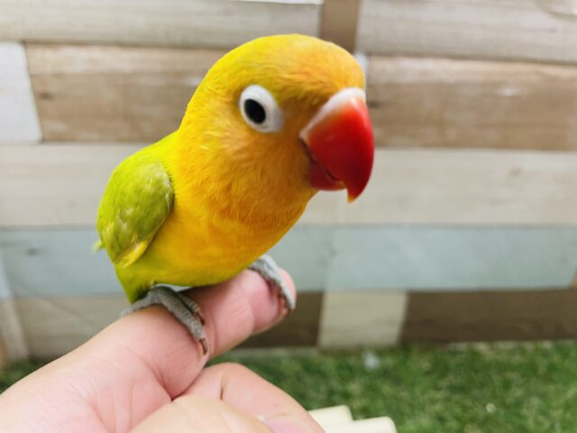 ヤマブキボタンインコ