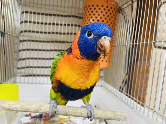 アカエリゴシキセイガイインコ