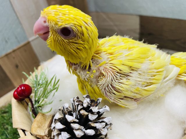 サザナミインコ