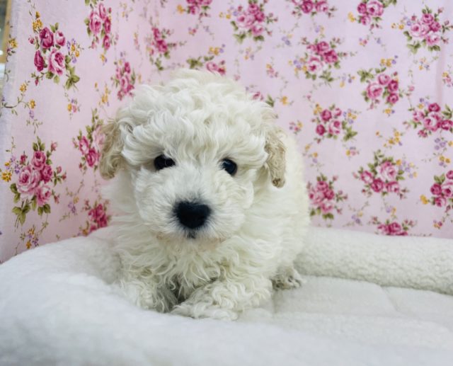 トイプードル