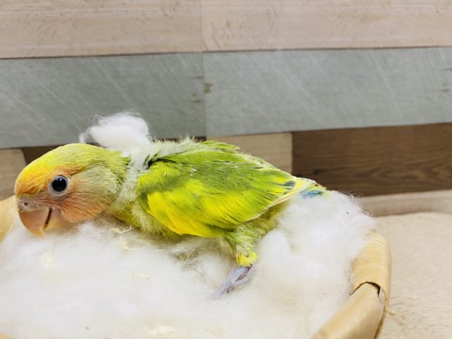 コザクラインコ（小桜インコ）