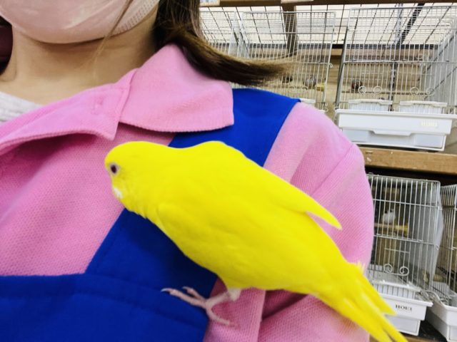 セキセイインコ