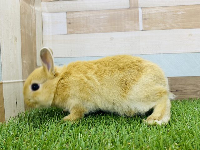 ネザーランドドワーフ