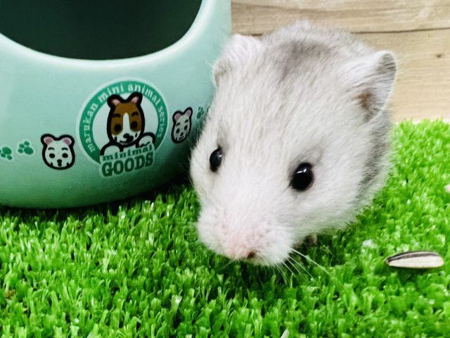 ゴールデンハムスター