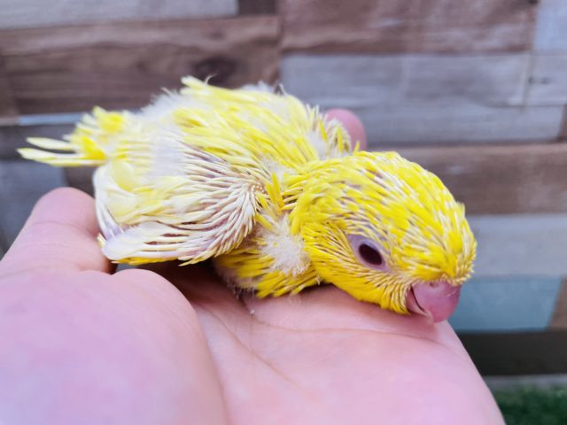 サザナミインコ