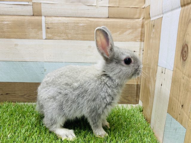 ネザーランドドワーフ