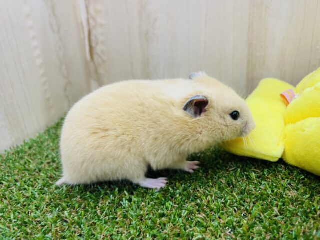 ゴールデンハムスター