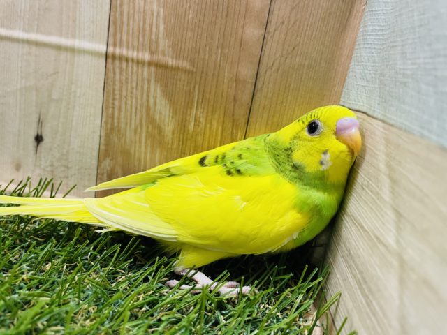 セキセイインコ