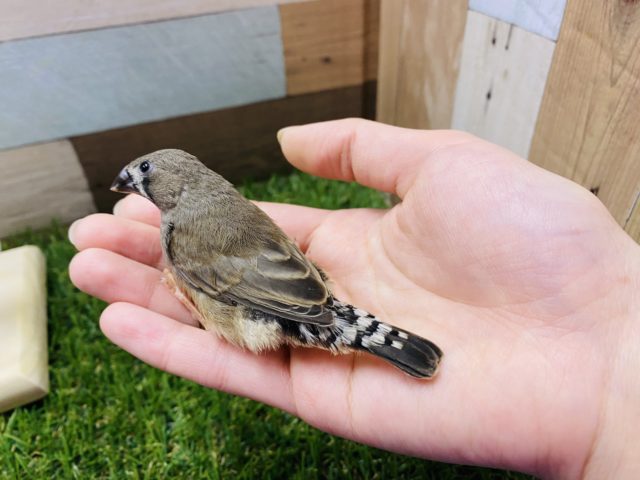 錦花鳥（キンカチョウ）