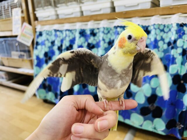 オカメインコ