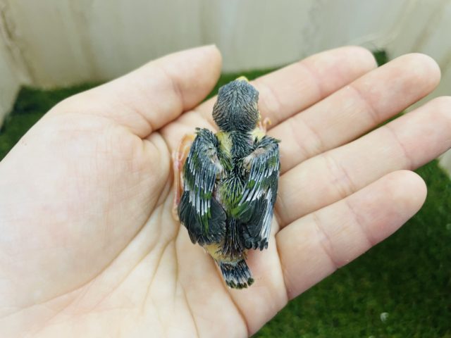 チモールセイコウチョウ