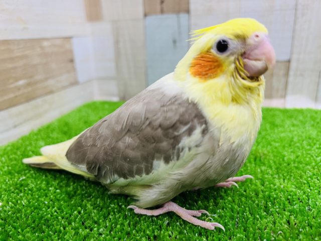 オカメインコ