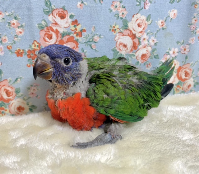 ゴシキセイガイインコ