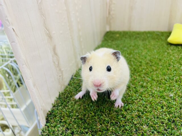 ゴールデンハムスター
