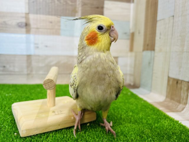 オカメインコ