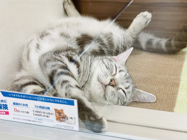 アメリカンショートヘア