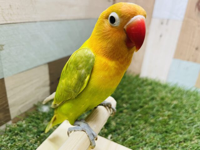 ヤマブキボタンインコ